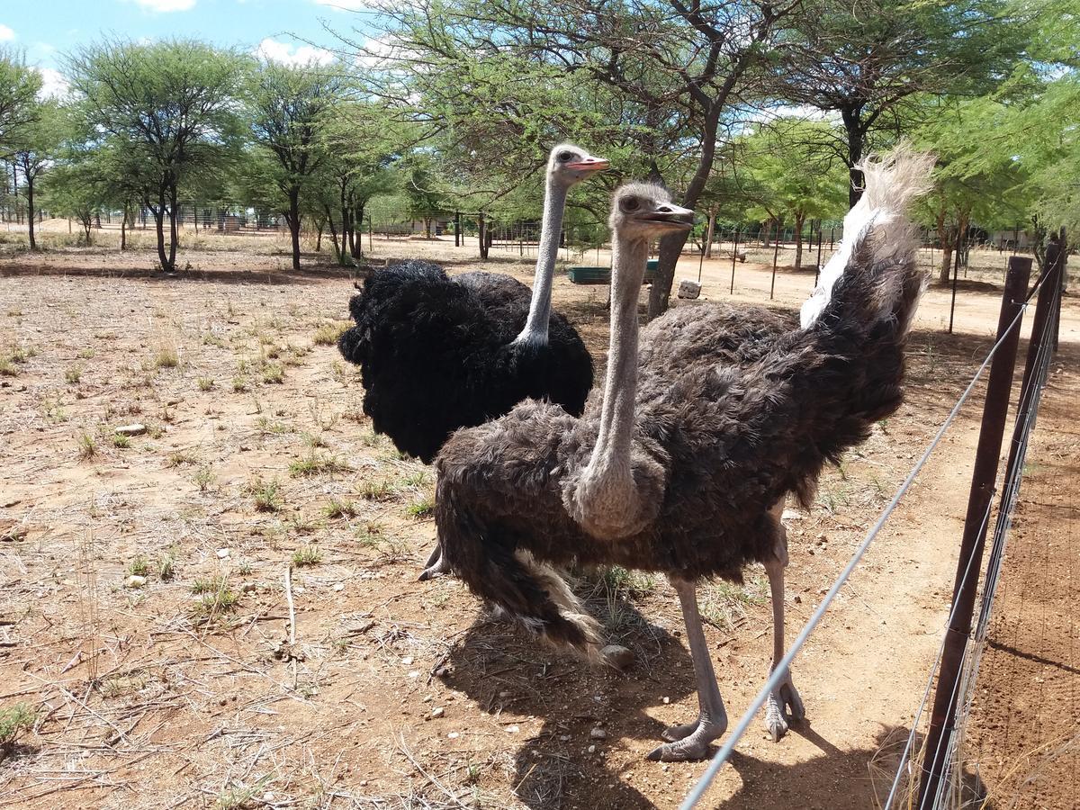 Lion'S Den Guesthouse Otjiwarongo Kültér fotó