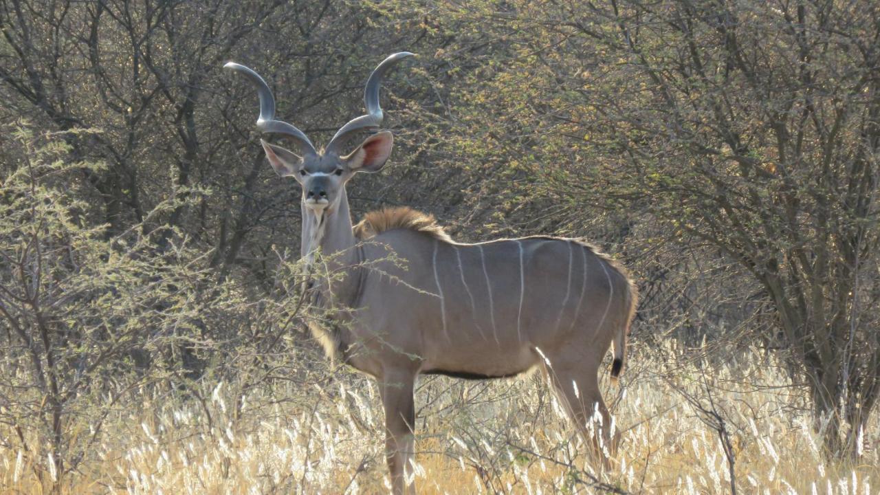 Lion'S Den Guesthouse Otjiwarongo Kültér fotó