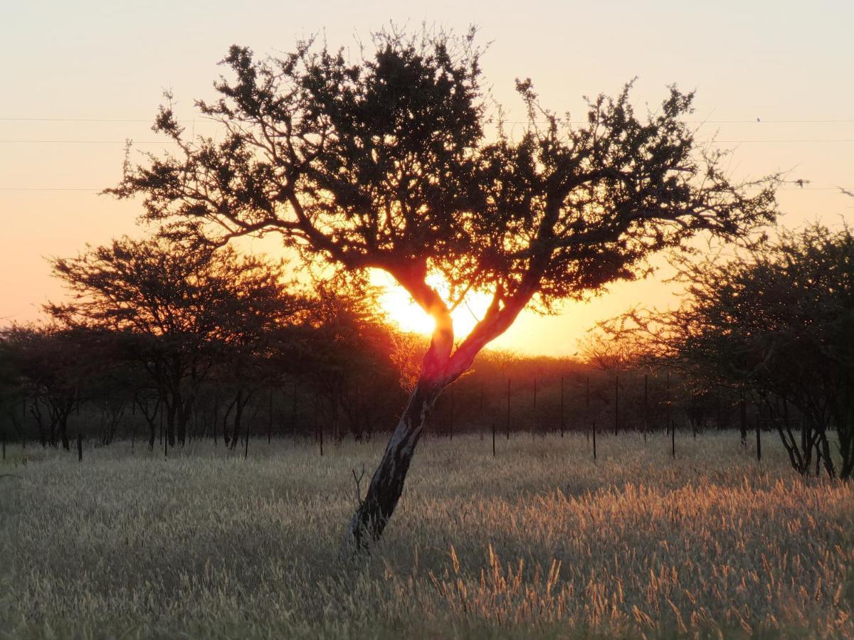Lion'S Den Guesthouse Otjiwarongo Kültér fotó