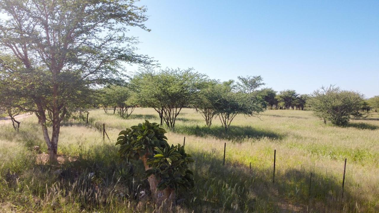 Lion'S Den Guesthouse Otjiwarongo Kültér fotó