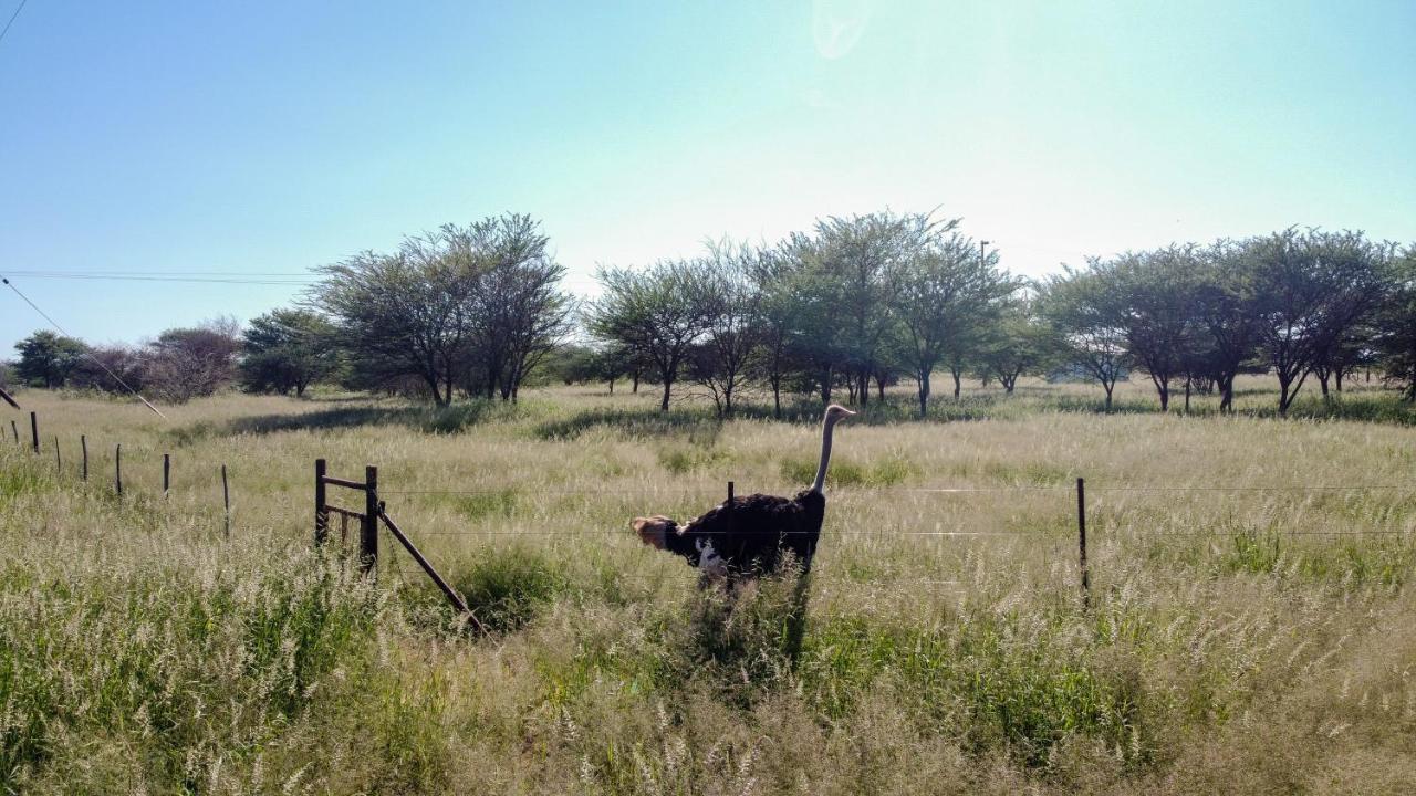 Lion'S Den Guesthouse Otjiwarongo Kültér fotó